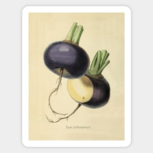 Vintage Petrosov Wood Turnip Horticultural review (1850) Sticker